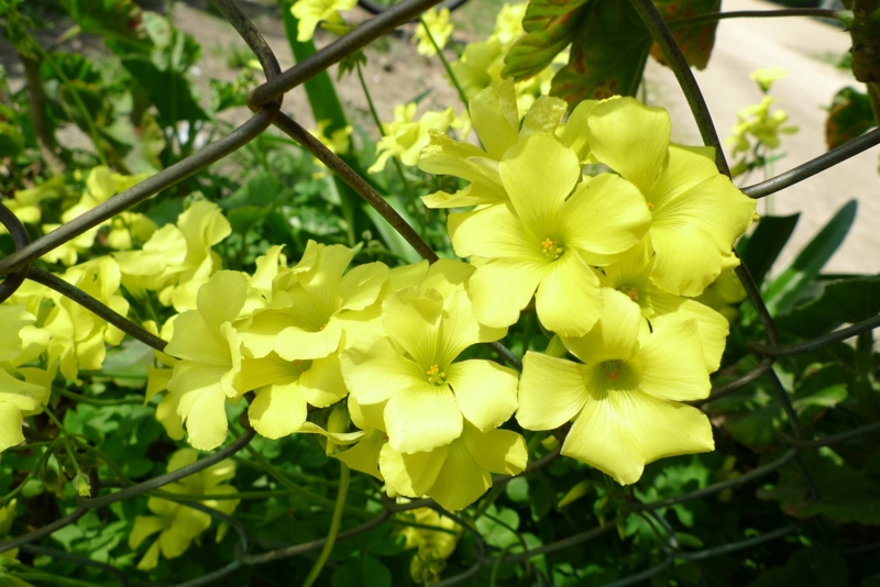f:id:atom1919:20100406122044j:image