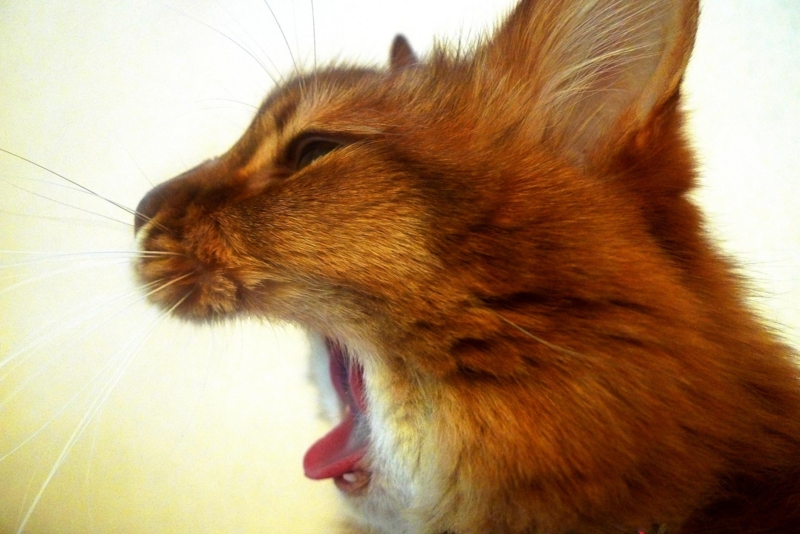 f:id:atom1919:20110515091721j:image