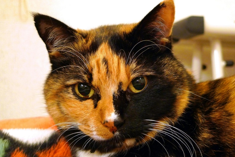 f:id:atom1919:20130107210338j:image