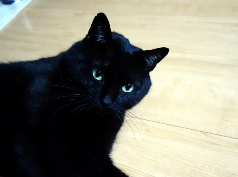 f:id:atom1919:20170102071412j:image