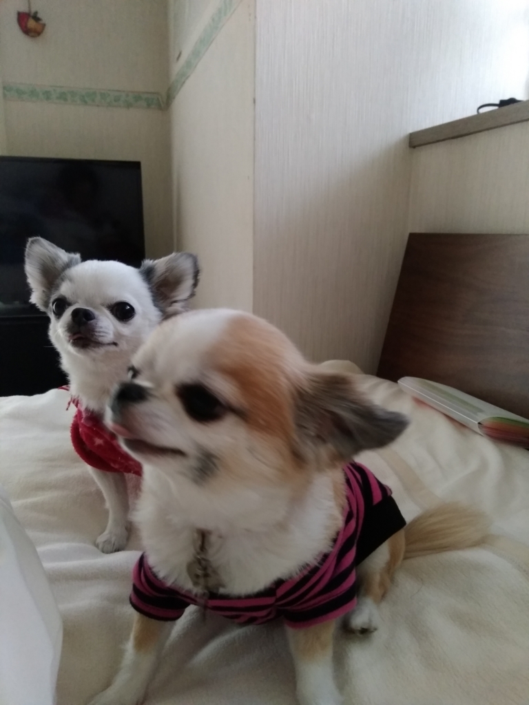 f:id:atomuhigasi:20180104175808j:plain f:id:atomuhigasi:20180104175808j:plain