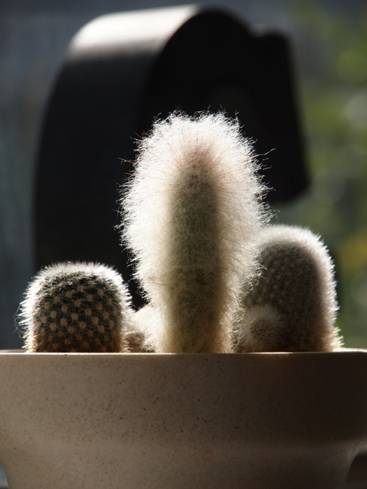 【珍品！！】 ディボウスキー 白 サボテン 大好き、ディボウスキー - memo