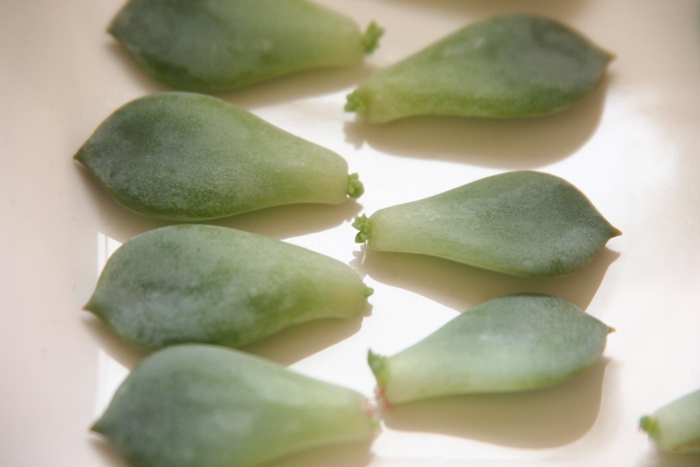 f:id:atomuran:20170212123257j:plain