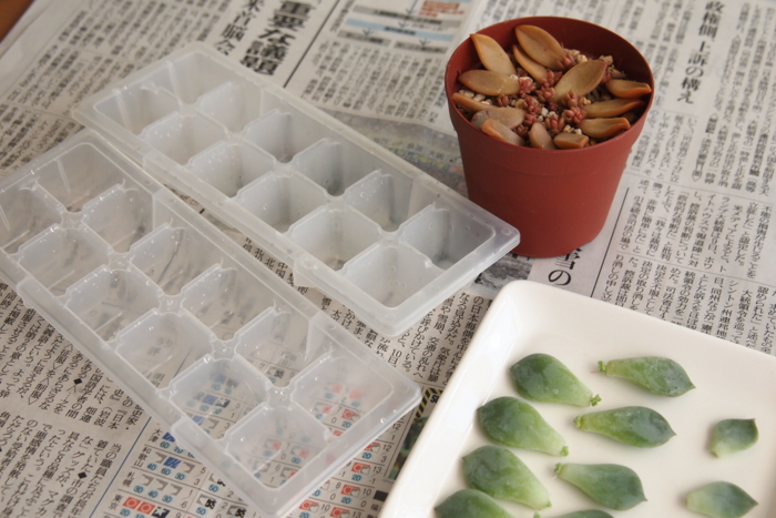 f:id:atomuran:20170212144406j:plain