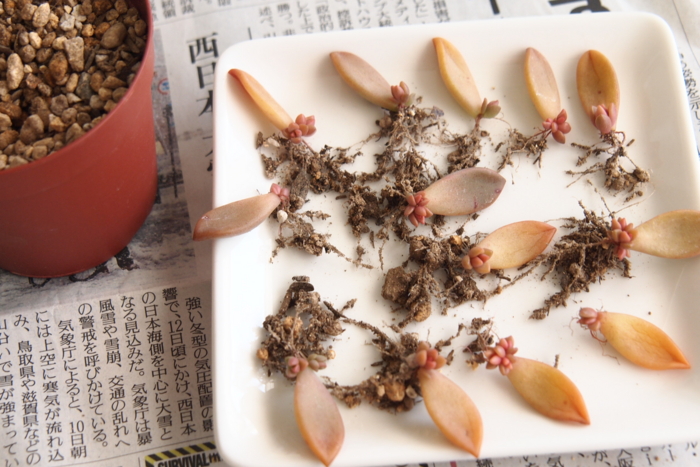 f:id:atomuran:20170212144408j:plain