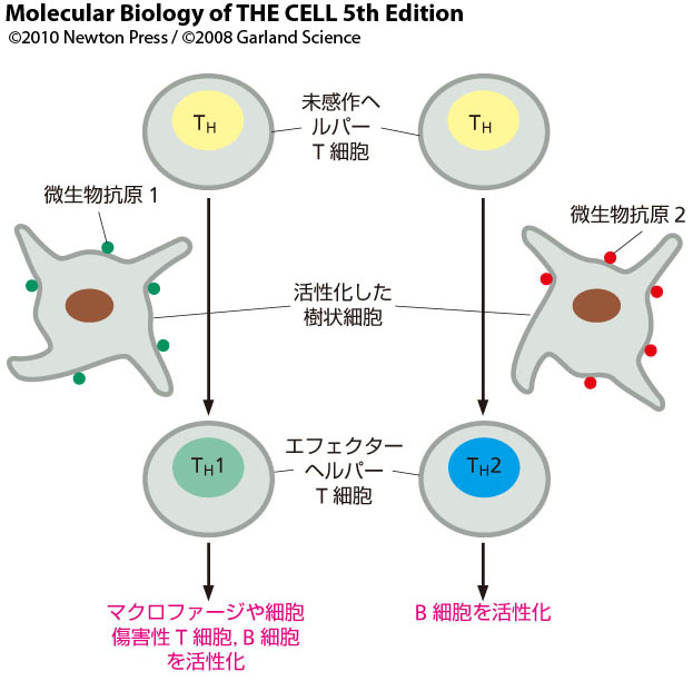 これでわかる!T細胞分化! - atopic_dermat’s blog