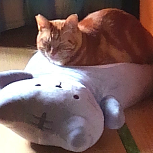 f:id:atoriatoriatori:20191124120706j:image