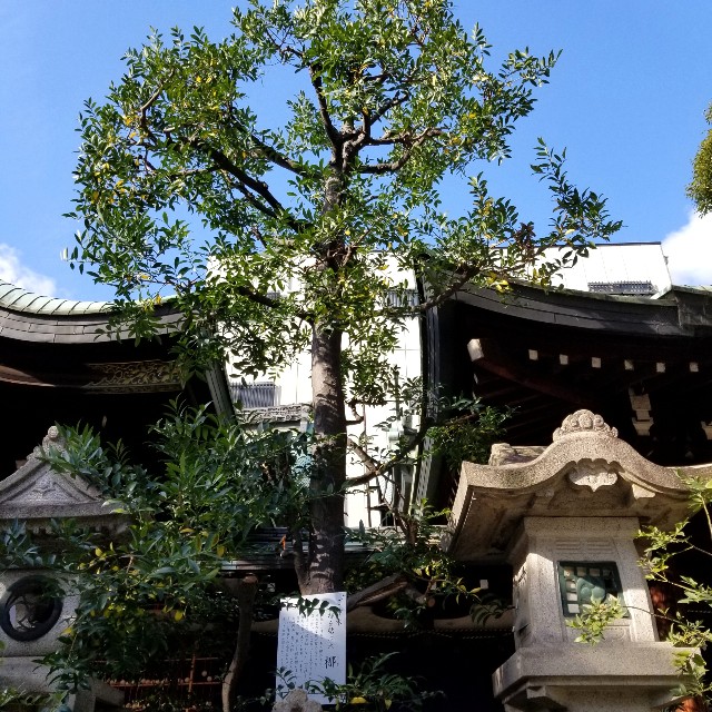 f:id:atoriatoriatori:20200111102726j:image