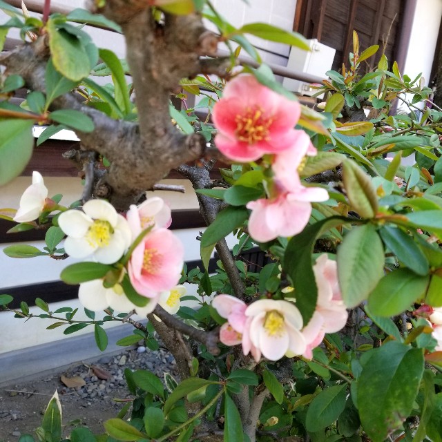 f:id:atoriatoriatori:20200319164519j:image