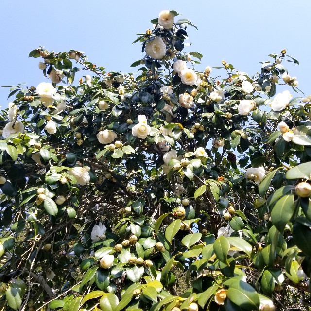 f:id:atoriatoriatori:20200321162528j:image