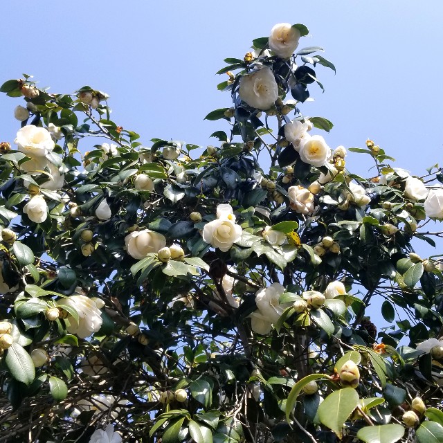 f:id:atoriatoriatori:20200321163043j:image