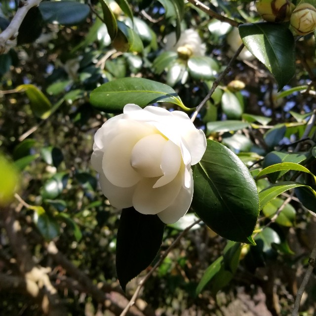 f:id:atoriatoriatori:20200321163100j:image