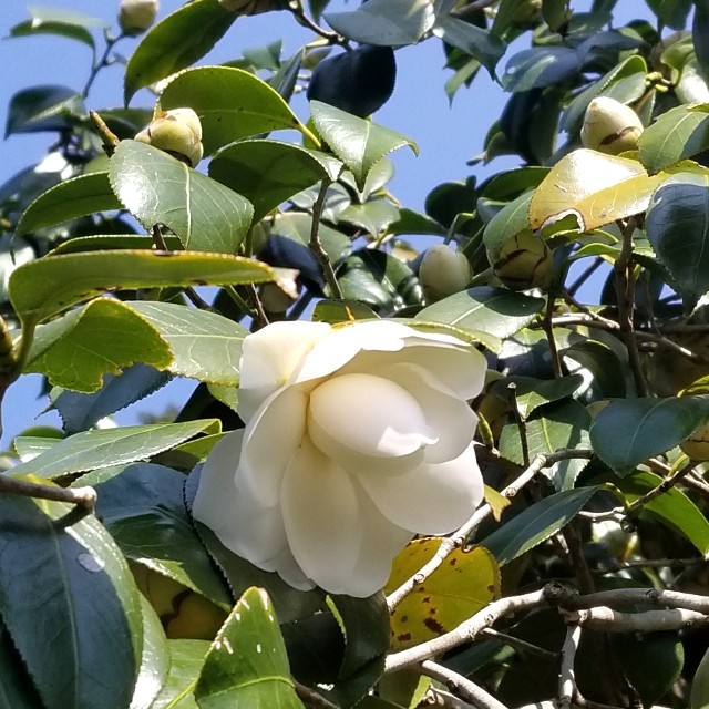 f:id:atoriatoriatori:20200321163109j:image