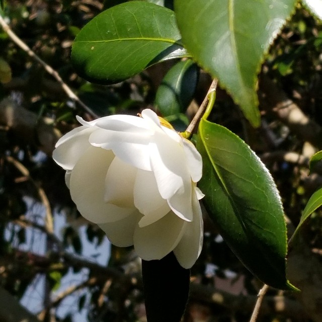 f:id:atoriatoriatori:20200321163117j:image