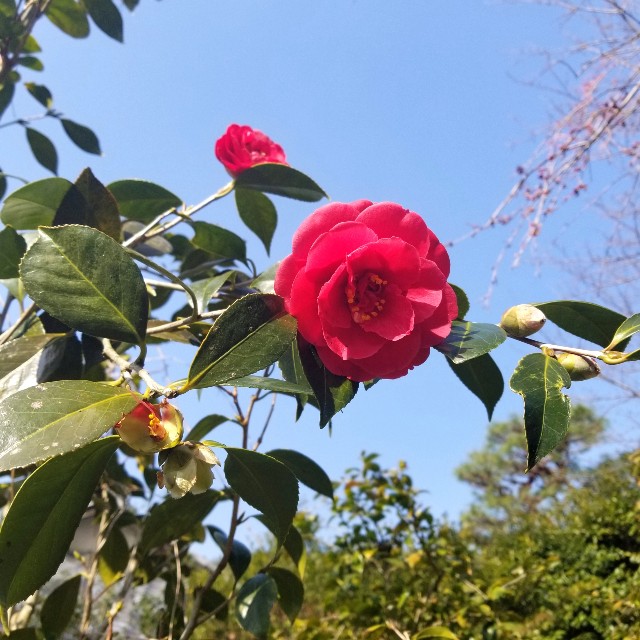 f:id:atoriatoriatori:20200321163138j:image