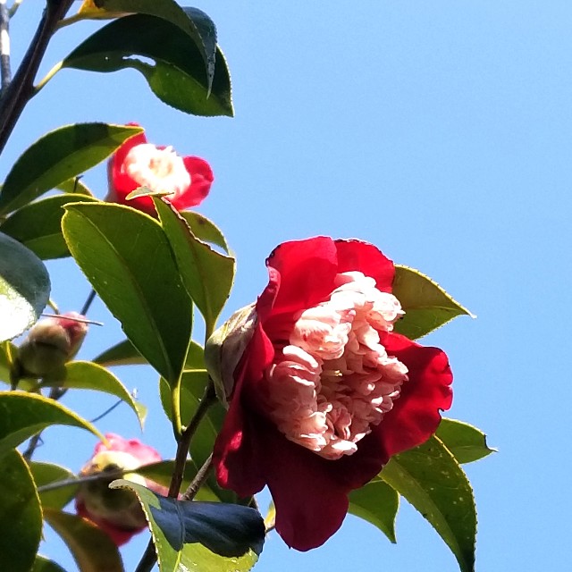 f:id:atoriatoriatori:20200321163145j:image