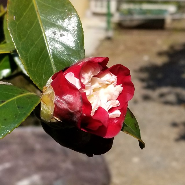 f:id:atoriatoriatori:20200321164645j:image