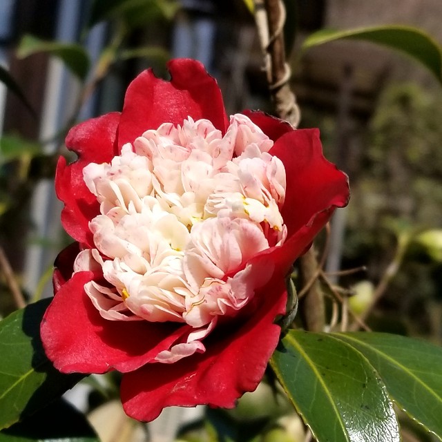 f:id:atoriatoriatori:20200321164653j:image