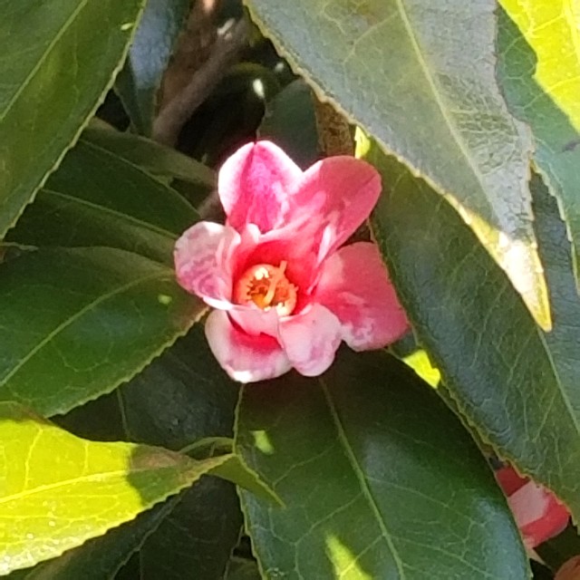 f:id:atoriatoriatori:20200321164927j:image