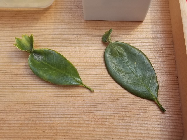 f:id:atoriatoriatori:20200321203953j:image