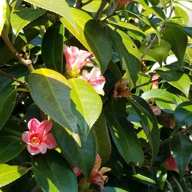 f:id:atoriatoriatori:20200321204026j:image