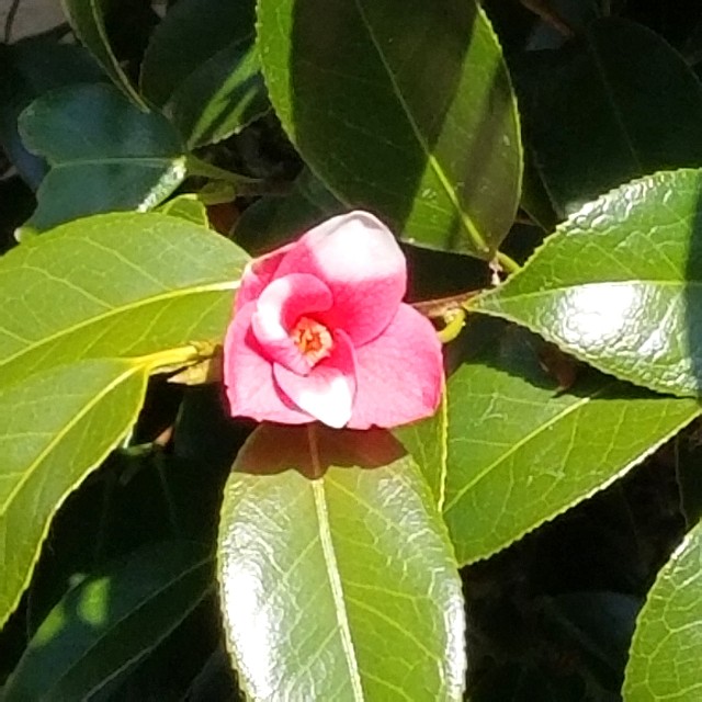 f:id:atoriatoriatori:20200321204038j:image