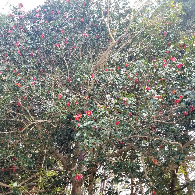 f:id:atoriatoriatori:20200321204706j:image