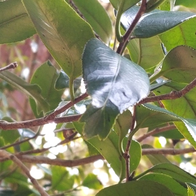 f:id:atoriatoriatori:20200321204722j:image