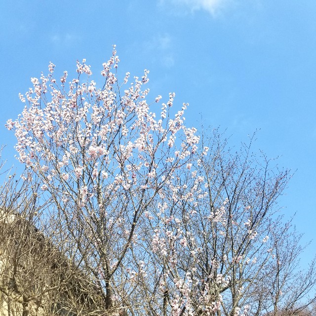 f:id:atoriatoriatori:20200321204950j:image