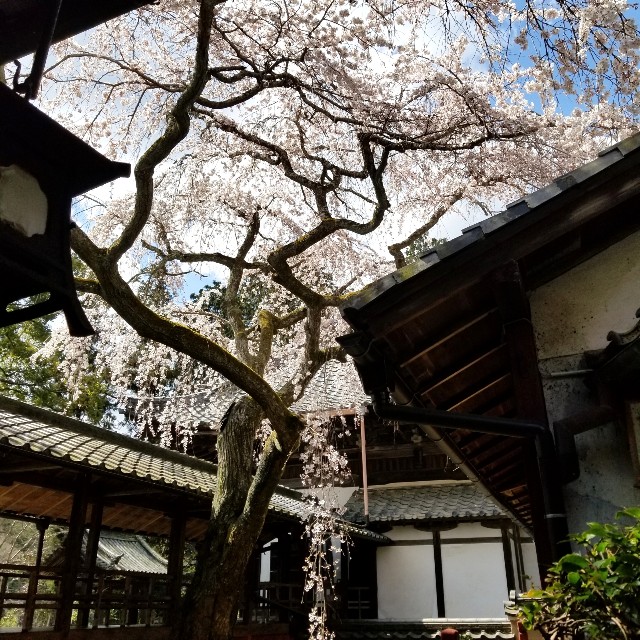 f:id:atoriatoriatori:20200326104309j:image