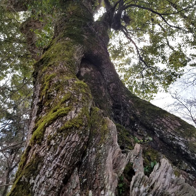 f:id:atoriatoriatori:20200326110450j:image