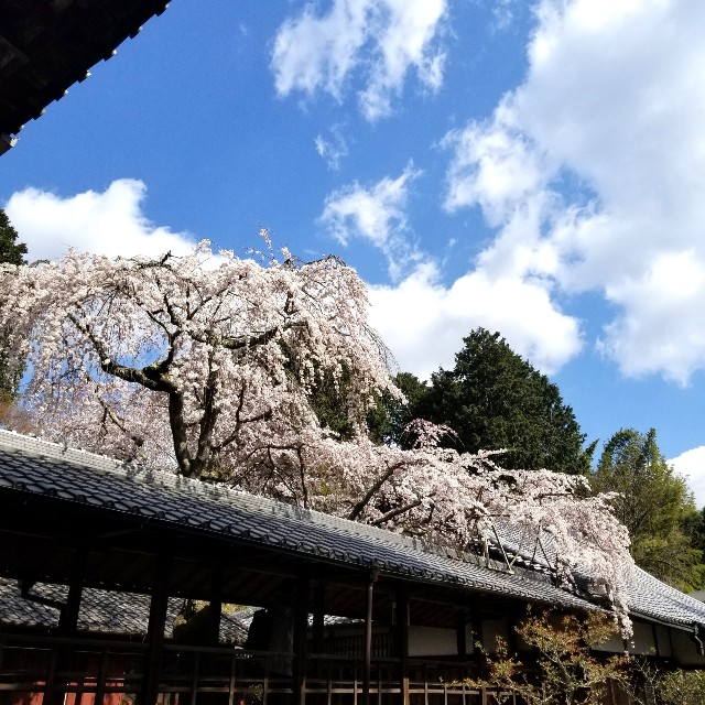 f:id:atoriatoriatori:20200326111524j:image