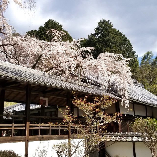 f:id:atoriatoriatori:20200326111718j:image