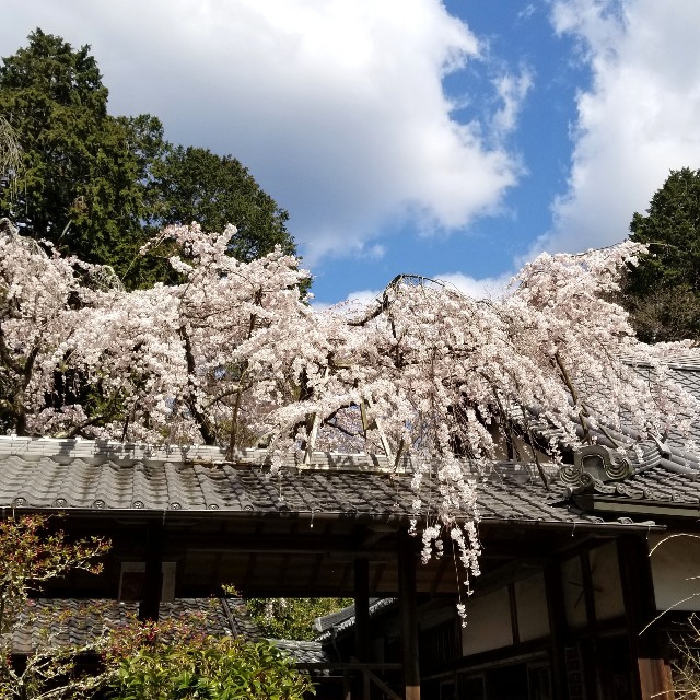 f:id:atoriatoriatori:20200326111731j:image