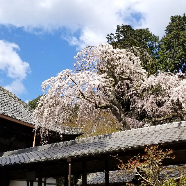 f:id:atoriatoriatori:20200326111759j:image