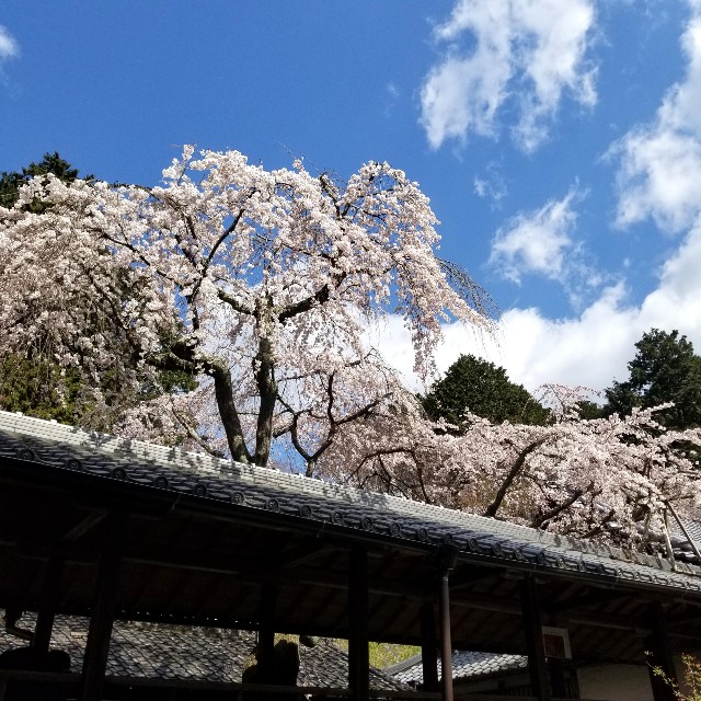 f:id:atoriatoriatori:20200326111905j:image