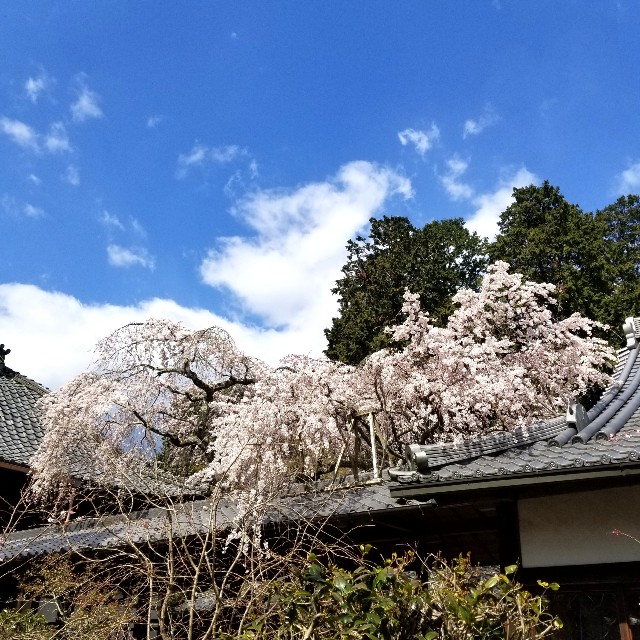 f:id:atoriatoriatori:20200328091321j:image