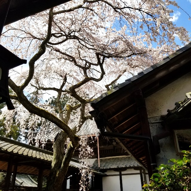 f:id:atoriatoriatori:20200328091647j:image