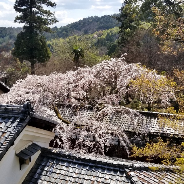 f:id:atoriatoriatori:20200328092404j:image