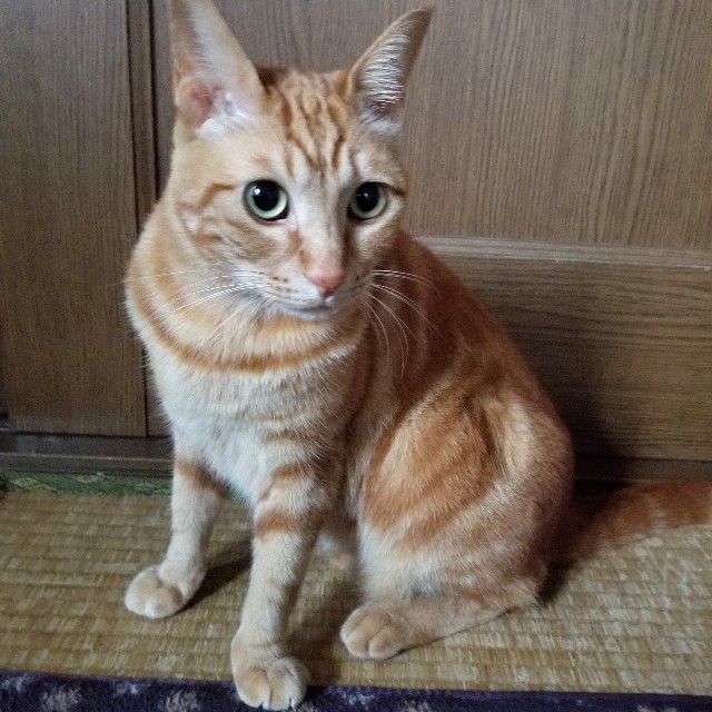 f:id:atoriatoriatori:20200413111818j:image