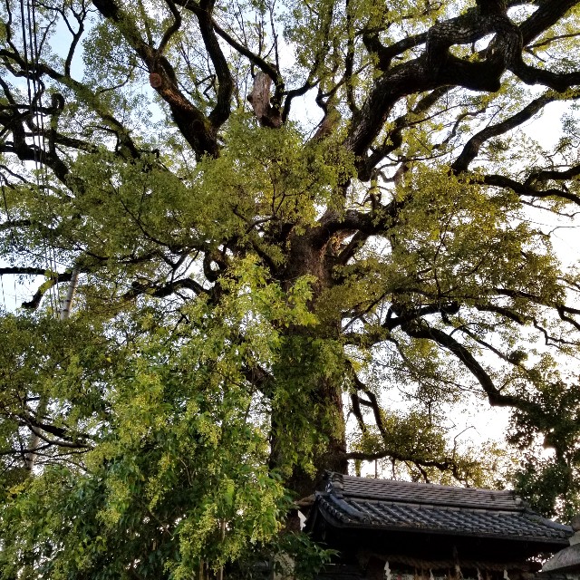 f:id:atoriatoriatori:20201111161337j:image f:id:atoriatoriatori:20201111161337j:image