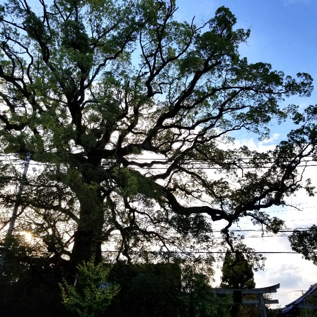 f:id:atoriatoriatori:20201111163919j:image f:id:atoriatoriatori:20201111163919j:image