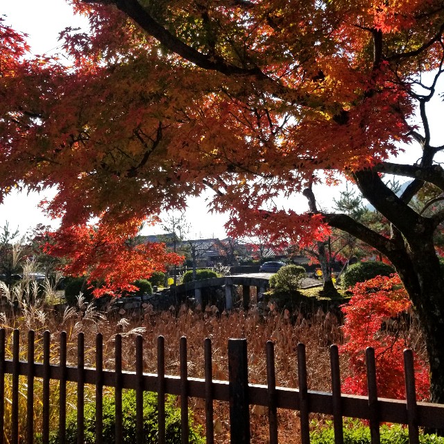f:id:atoriatoriatori:20201120210401j:image f:id:atoriatoriatori:20201120210401j:image