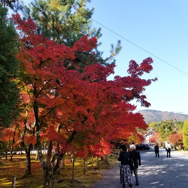 f:id:atoriatoriatori:20201120210410j:image f:id:atoriatoriatori:20201120210410j:image