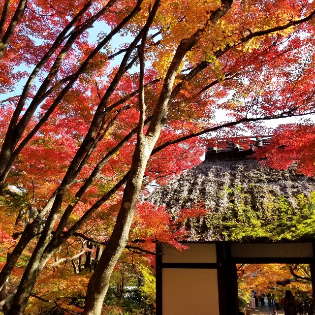 f:id:atoriatoriatori:20201125141518j:image f:id:atoriatoriatori:20201125141518j:image