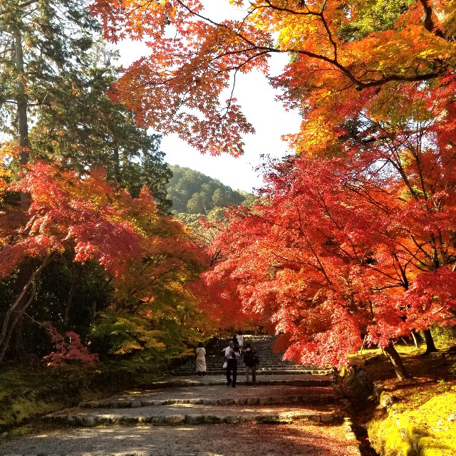 f:id:atoriatoriatori:20201126143926j:image