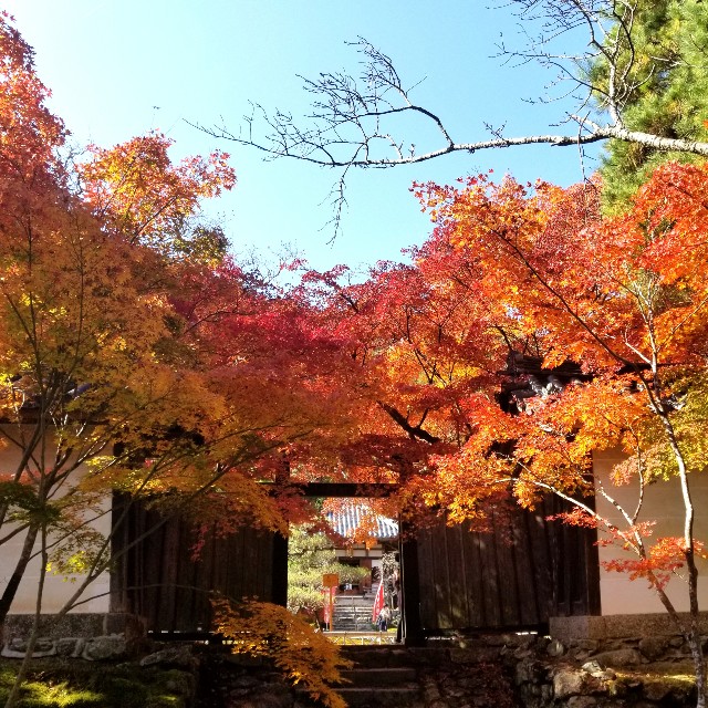 f:id:atoriatoriatori:20201126144433j:image