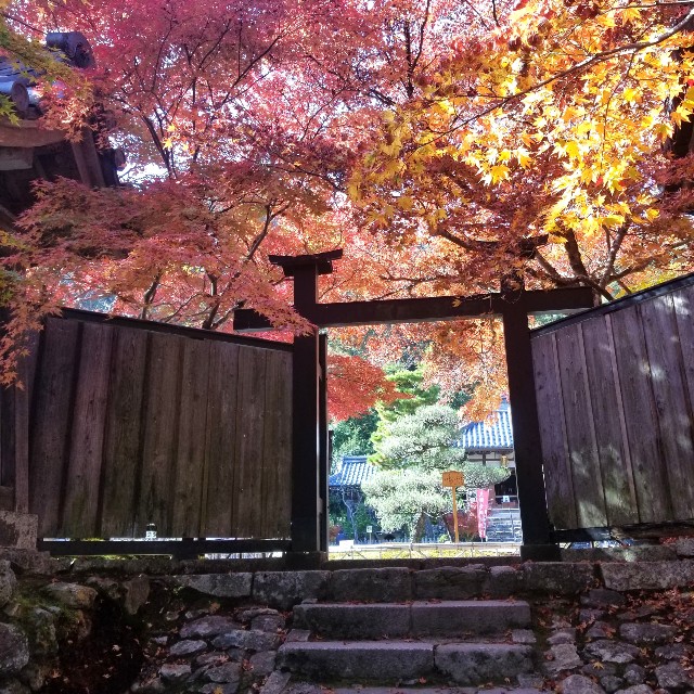 f:id:atoriatoriatori:20201126144441j:image