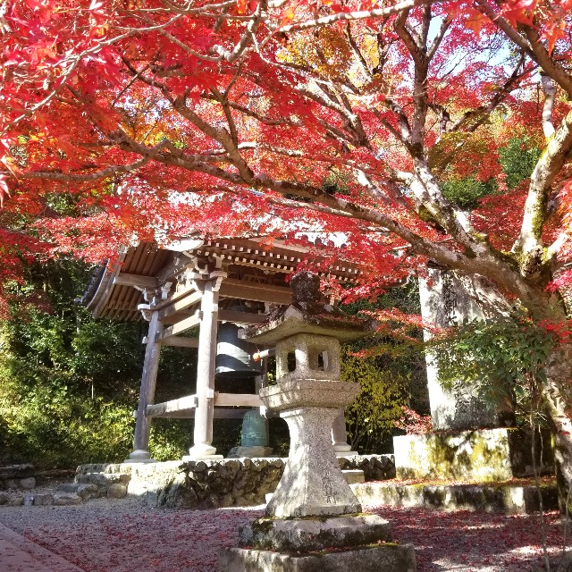 f:id:atoriatoriatori:20201126165334j:image
