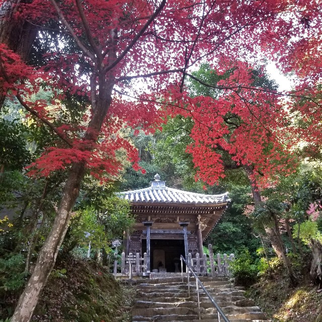 f:id:atoriatoriatori:20201126212215j:image